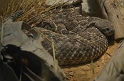Kids_DZoo_Safari-I (69)